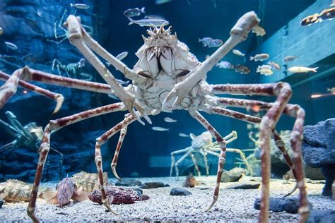 15 Fascinating Facts About The Japanese Spider Crab Discover Walks Blog