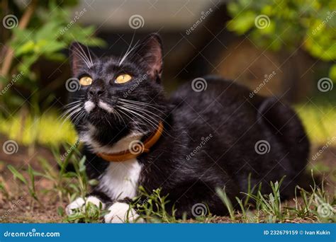 Un Gato Negro Con Bigote Blanco Y Ojos Amarillos Escondidos En El Pasto