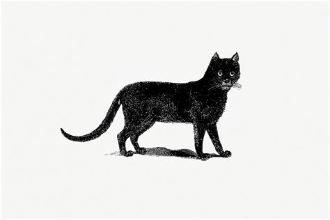 Vintage Black Cat Illustration Free Public Domain Illustration