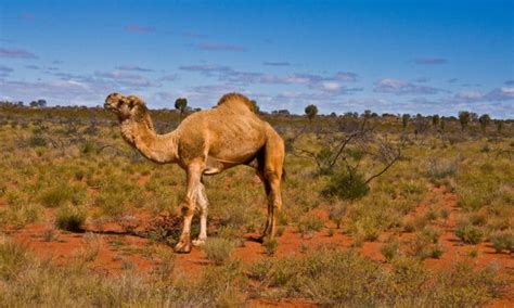 The united nations food and agriculture organization. Camel Meat: From the Australian Outback to the American ...
