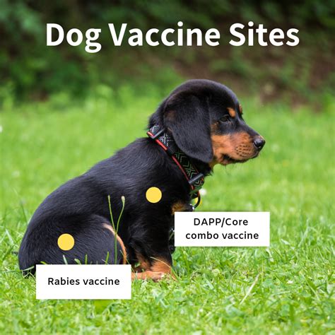 This is a legal question as well as a medical one. How to Do Puppy Vaccinations and Give Your Puppies Shots ...
