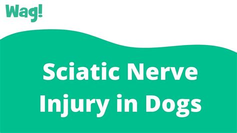 Pelvic Floor Nerve Damage Symptoms In Dogs