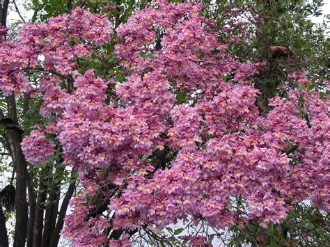 © 2020 ctc productions pty limited. Handroanthus impetiginosus, Pink Trumpet Tree ...