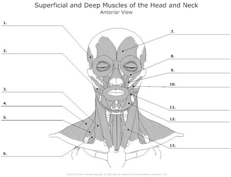 Human muscle system, the muscles of the human body that work the skeletal system, that are under voluntary control, and that are concerned with movement, posture, and balance. Blank Head and Neck Muscles Diagram | body muscles ...