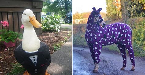 Animals Wearing Clothes For All The World To See 24 Photos