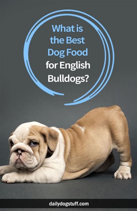Well, first of all, let me congratulate you on your new family member! What is the Best Dog Food for English Bulldogs? | Daily ...