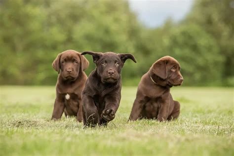 11 Amazing Chocolate Lab Breeders From All Over The Usa