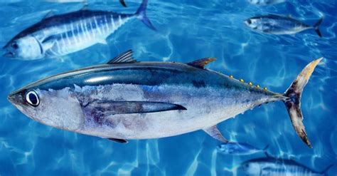 Discover The Largest Albacore Tuna Ever Caught A Z Animals