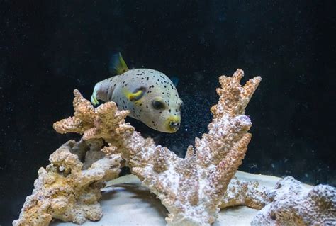 10 Popular Saltwater Puffer Fish Species Build Your Aquarium