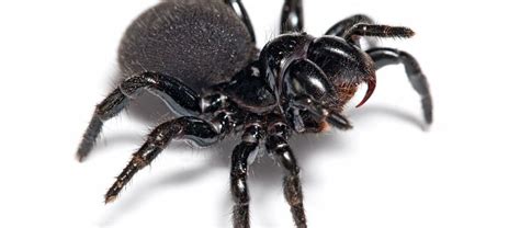 The Australian Mouse Spider Critter Science