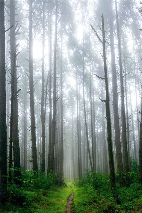 Path Grass Trees Forest Fog Hd Phone Wallpaper Peakpx