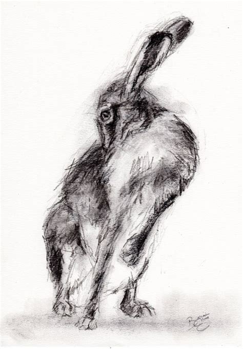 Original A4 Charcoal Drawing Of A Hare By Animal Artist