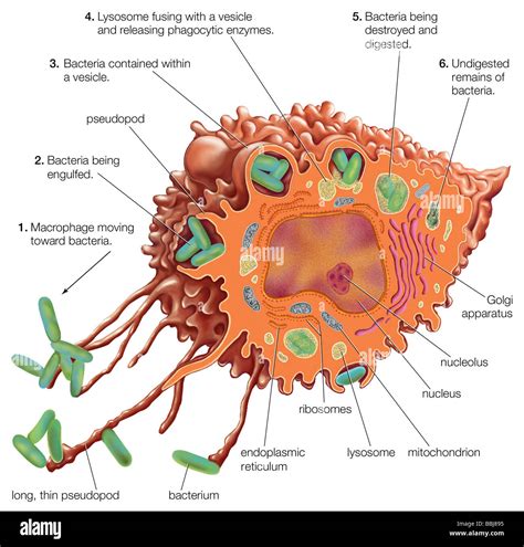 Diagrama De Macrófagos