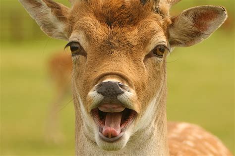 Deer New Funniest Photographs Pets Cute And Docile