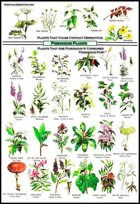 Non Edible Plants List With Pictures
