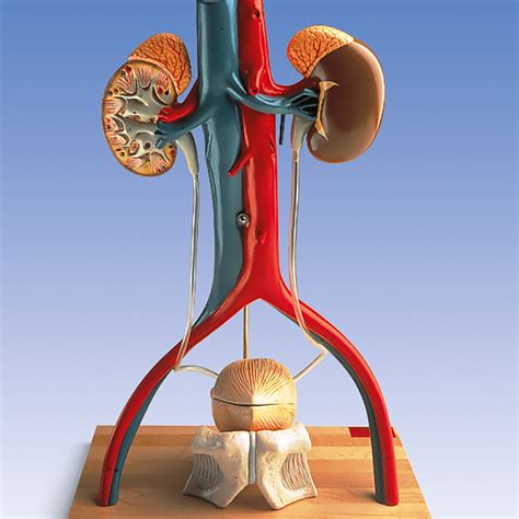 Detailed Anatomical Urinary System Model Pe