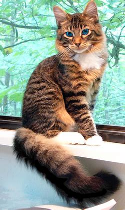 Brown tabby cat with eyes closed public domain. Fawnpaw of SunriseClan
