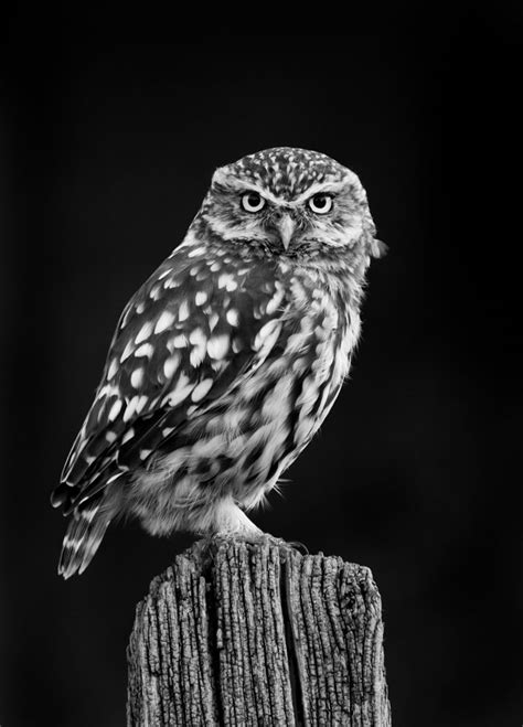 A Return To The Little Owls