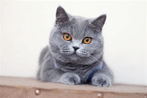 British Shorthair Cat History Appearance Personality Health