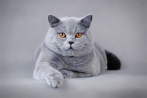 Everything You Need To Know About British Shorthair Cats Purrrfect Pawz