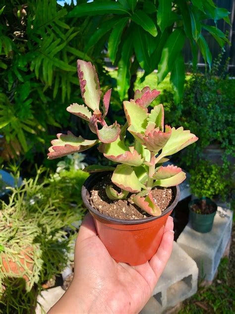 Kalanchoe Sexangularis Rare Succulent Live Plant Etsy