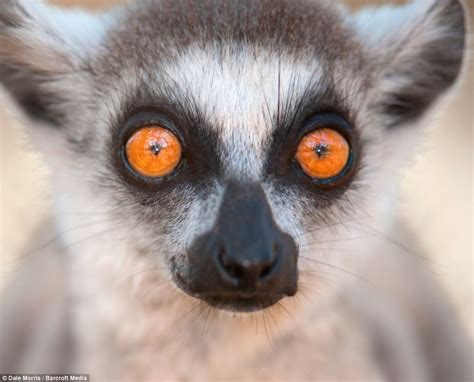 Lemurs Stunning Time Lapse Photography Captures The Movement Of Rare