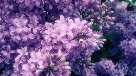 Sea Of Purple Flowers Wallpaper 8187