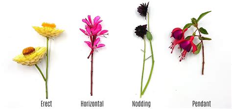 A Brief Guide To The Different Flower Types Shapes And Growing