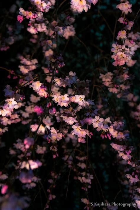 Cherry Blossoms Of A Dark Night Spring Aesthetic Dark Aesthetic