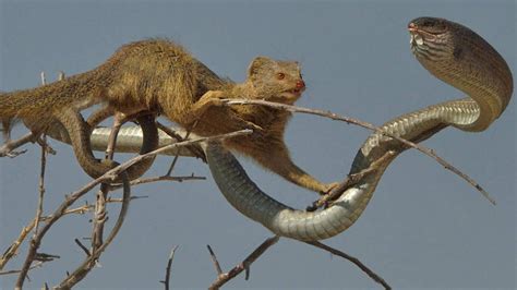 Mongoose Climb On Tree To Catch Snake Youtube