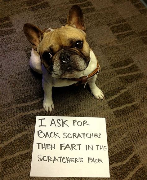 28 Very Naughty But Incredibly Funny Dogs
