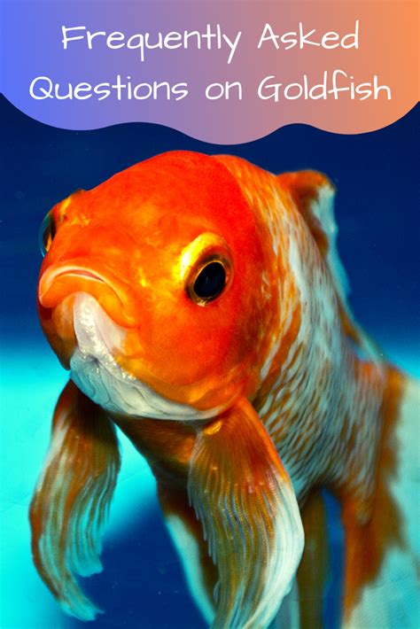 Common Goldfish Facts and Questions - Petsium