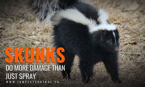 Keeping Skunks Away Seven Useful Tips Skunk Pest Control Pests