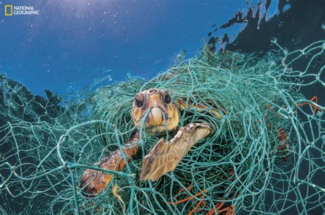 Heartbreaking Photos Of Plastics Devastating Impact On Sea Creatures
