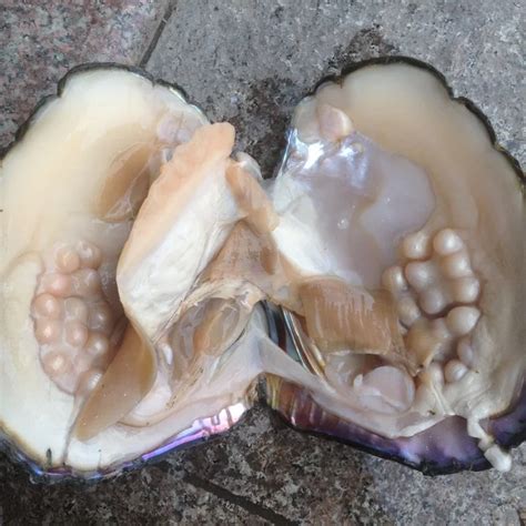 Big Oyster Pearls Monster Pearl Oyster Amazing Natural Multi Color