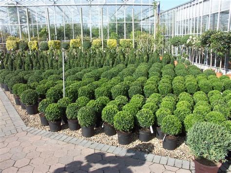 Buxus Topiary Factsheets Provender Nurseries Wholesale Nursery In
