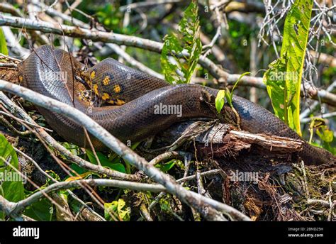 Anaconda Brazil Hi Res Stock Photography And Images Alamy