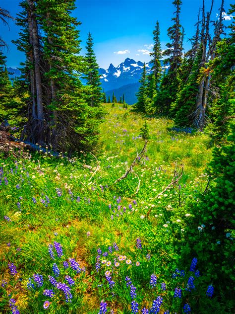 Lupine Mount Rainier National Park Wildflowers Sunrise Meadows Fuji