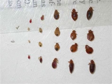 Picture Of Bed Bugs Anatomy And Diagram