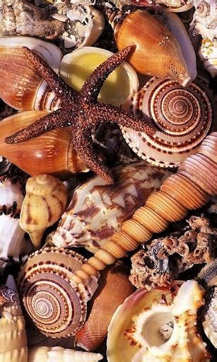 Image Detail For View Bigger Beautiful Sea Shells Lwp For Android