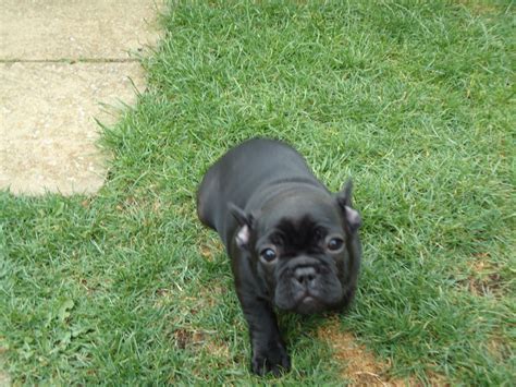 High to low nearest first. Small French Bulldog Black/Brindle Bitch | Bishops ...