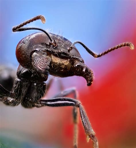 Let's look in more detail as some of the most common black these big black beetles get their common name from an oily substance they emit when disturbed. 186 best Ants (Mooratoogs) images on Pinterest | Ants ...