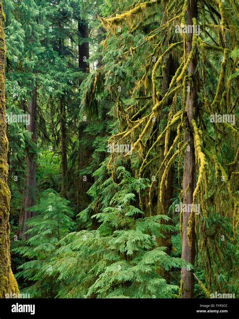 Usa Washington Olympic National Park Temperate Coniferous Rainforest