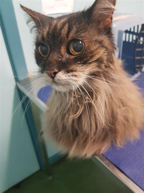 Check spelling or type a new query. This photo I took of my cat while at the vet : confusing ...