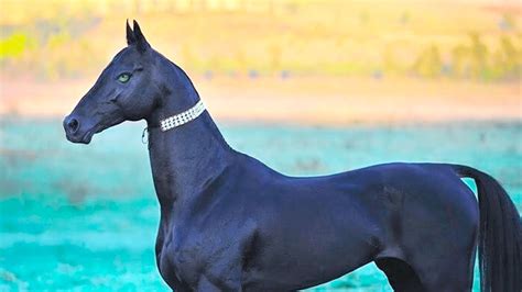 15 Most Expensive Horses In The World Youtube