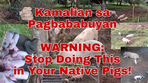 3 Iwasan Mo Sa Pag Aalaga Ng Baboy Tips In Pig Farming Youtube