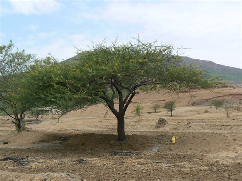 We did not find results for: Kikar (Hindi: कीकर) | Fabaceae (pea, or legume family ...