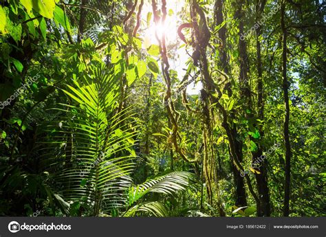 Misty Rainforest Costa Rica Central America — Stock Photo © Kamchatka
