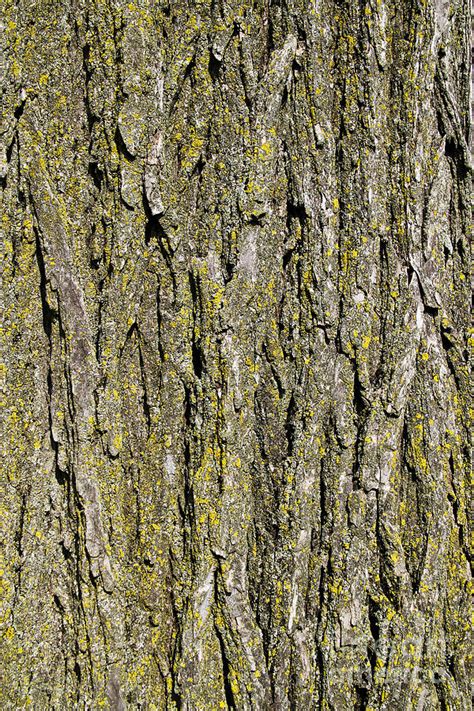 Elm Tree Bark By Photo Researchers Inc