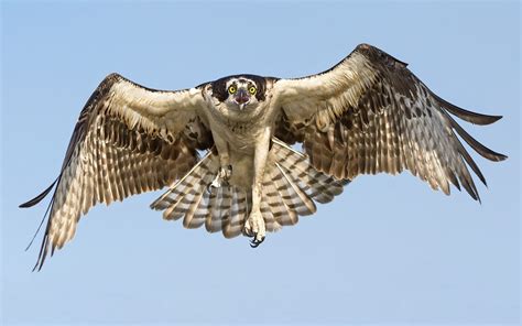 Free Photo Flying Hawk Animal Bird Flying Free Download Jooinn